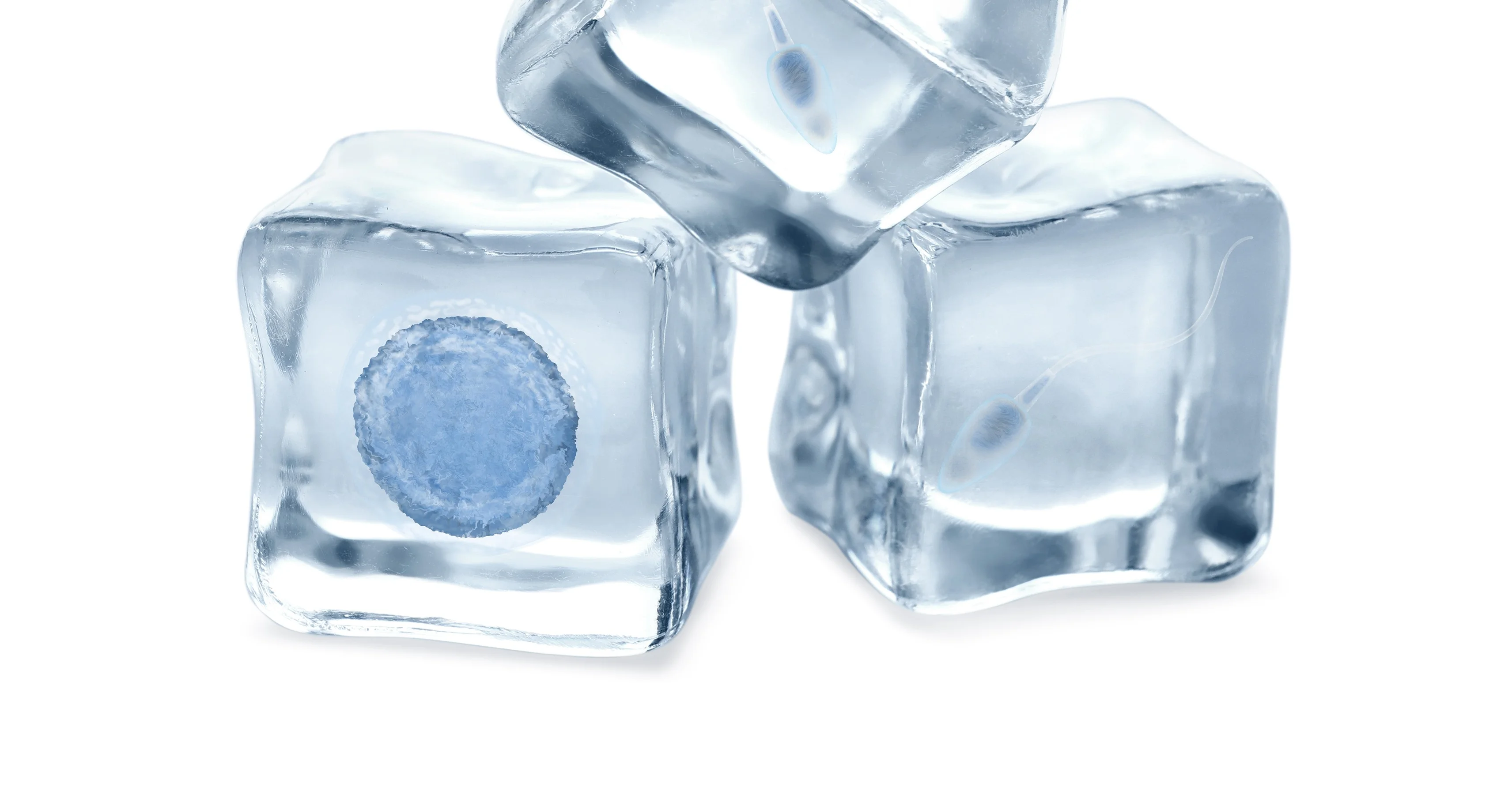 Oocyte cryopreservation