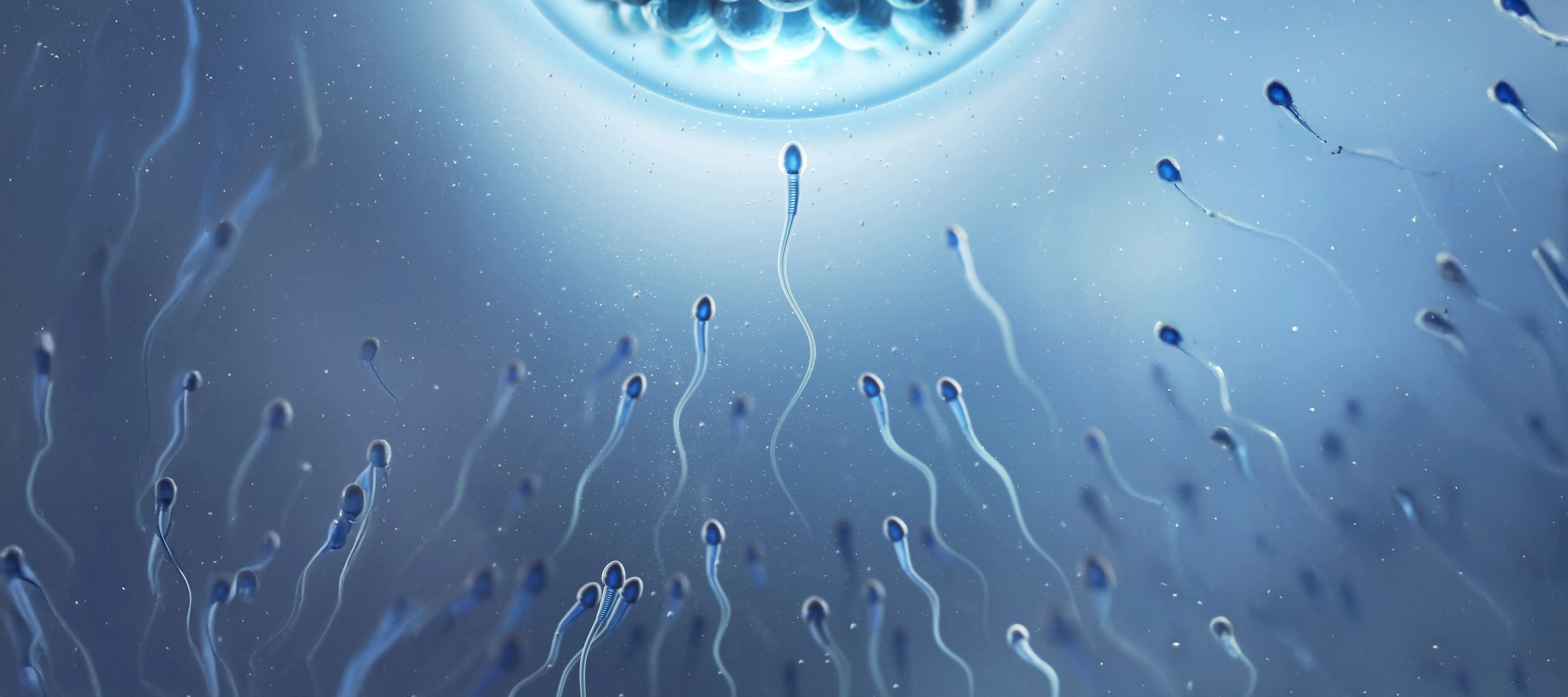 Sperm separation by Swim Up